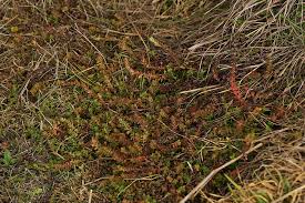 Image result for Hypericum scioanum