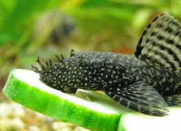 Check spelling or type a new query. Bristlenose Pleco Care Guide Tank Size Tank Mates Lifespan