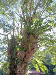 Image result for Drynaria