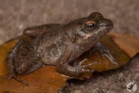 Image result for Cadaba natalensis