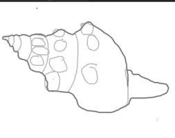 Maybe you would like to learn more about one of these? How To Draw A Conch Shell 10 Steps With Pictures Wikihow