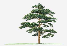 Korean pine is a tree that grows in parts of asia. Illustration Showing Shape Of Pinus Densiflora Japanese Red Pine Tree Bearing Green Foliage By Dorling Kindersley Poster Prints Fine Art Fine Art Prints