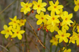 Des milliers de nouvelles images de grande qualité ajoutées chaque jour. Jasminum Nudiflorum Winter Jasmine