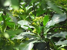 Image result for Psychotria succulenta