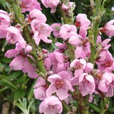 Stunning rich purple leaf colour, pink blossom and heavy crops of delicious fruits make this dwarf peach as useful as an ornamental as it is to eat. Garden Lady Peach Patio Dwarf Peach Trees For Sale