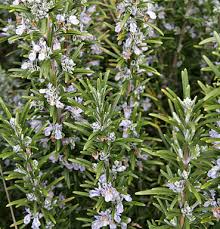 The leaves are most flavorful and aromatic just before the plant blooms. Rosemary The Herb With Winter Problems Msu Extension