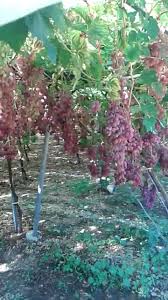 Pagesbusinessesfood & drinksupermarket/convenience storespecialist food shopazienda agricola carettivideos supernova seedless! Fantastica Supernova Cantatore Fruit Company Srl