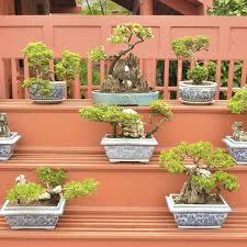 Die verschiedenen bonsaipflanzen sind dabei individuell und weisen eine interessante und oft malerische wuchsform auf. Bonsai Mini Baumchen Selber Zuchten Bunte De