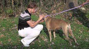 We did not find results for: Look At This Dog Youtube