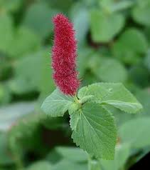 Image result for Acalypha brachystachya
