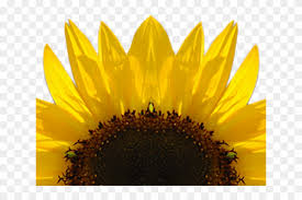 All sizes and formats, high quality and large selection of themes for. Sunflowers Clipart Logo High Resolution Sunflower Watercolor Hd Png Download 640x480 177655 Pngfind