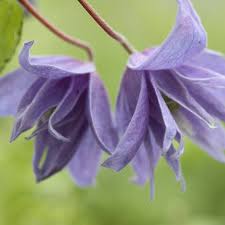 Maybe you would like to learn more about one of these? Buy Clematis Group 1 Clematis Macropetala Lagoon Jackman 23 99 Delivery By Crocus