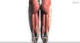 Les muscles de la cuisse 1. Dessin Anatomique Maitrisez Les Muscles Ischio Jambiers 3dvf