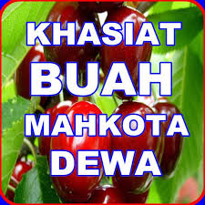 Tanam pokok mahkota dewa dan proses sendiri buah mahkota dewa. Khasiat Buah Mahkota Dewa For Android Apk Download