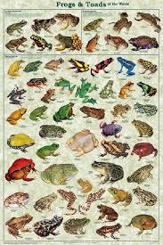 Laminated Frogs Toads Amphibian Identification Chart