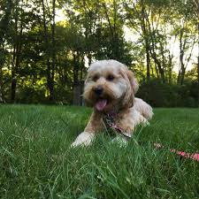 The mini goldendoodle has become a very popular puppy in america. Miniature Goldendoodle Puppies For Sale Ct Review At Puppies Www Addlab Aalto Fi