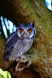 This Is Quill A White Faced Scops Owl Owl Bird Owl Pictures Beautiful Owl