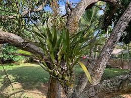 Image result for Zeuxine africana