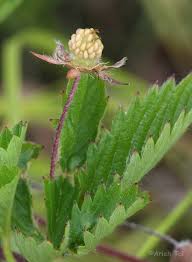 Image result for Potentilla simplex