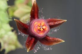 Image result for Duvalia