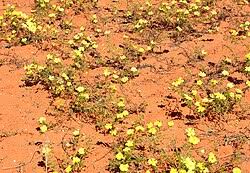 Image result for Tribulus zeyheri