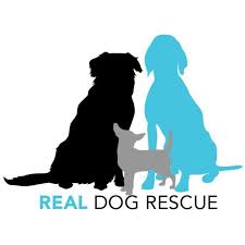 100% of these funds will go to jack's adopting family. Pets For Adoption At Real Dog Rescue Inc In Oakland Nj Petfinder