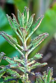 Pin On S Passionate About Succulents