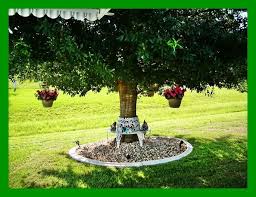 Planting Under Live Oak Tree Landscaping Around Trees Live Oak Trees Plants
