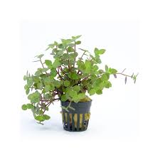 Image result for z p%u0159ednice jedovat 