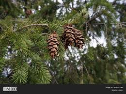 The branches spread widely and offered protection to small plants and animals below. Pine Cones Needles Image Photo Free Trial Bigstock