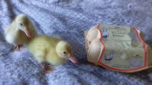 Wondering why duckling is 126537984 syllables? Woman Hatches Ducks From Waitrose Eggs Bbc News