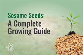 The sesame plants are not picky about the soil types, and some varieties have adapted to many soil types. Sesame Seeds A Complete Growing Guide Mtfc Meet The Farmers Conference Nov 2019 Dubai Uae