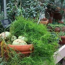 Image result for Schizobasis intricata