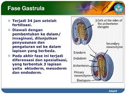 Pada akhir bulan ke 4. Tumbuh Kembang Manusia Ppt Download
