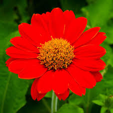 Image result for Tithonia