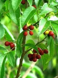 Image result for Allophylus