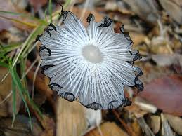 Image result for Coprinus lagopus