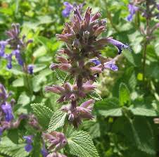 Check spelling or type a new query. New Cats Herbs Catmint Catwort Catnip Nepeta Cataria Hardy Perennial 150 Seeds Ebay