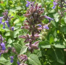 Check spelling or type a new query. New Cats Herbs Catmint Catwort Catnip Nepeta Cataria Hardy Perennial 150 Seeds Ebay