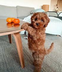 We did not find results for: Miniature Labradoodle 12 Uncomman Facts About Mini Labradoodle