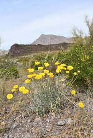 Desert Marigold Baileya Sp Arkansas Valley Seed Seeds Landscape Residential Landscaping
