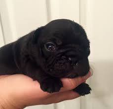 The breed is the result of a cross between toy bulldogs imported from england and local ratters in paris, france, in the 1800s. Pin On Dogs And Puppies