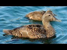 Un automobiliste, immatriculé dans le gers, a bien tenté de l éloigner de la voie et de le pousser vers le lac de labarre, voisin. Domaine Eyguebelle Valaurie Destimap Destinations On Map