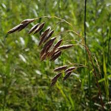 Image result for Bromus