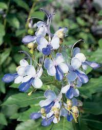 Butterfly Flower Clerodendrum Ugandense Butterfly Bush Bush With Blue Flowers Butterfly Flowers