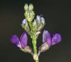 Image result for Landolphia lanceolata