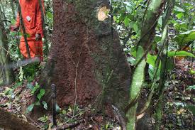 Image result for Celtis mildbraedii