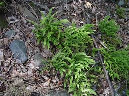 Image result for Asplenium mannii