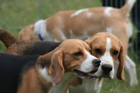 Non si hanno certezze sull'origine precise ma gli antenati di questa razza fanno la loro comparsa già in documenti dell'antica grecia datati intorno al 400 a.c. I Pro E I Contro Di Avere Un Beagle Come Cane Domestico