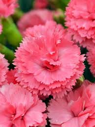 Delivering products from abroad is. Dianthus Classic Coral Bluestone Perennials